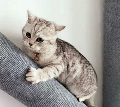 Vertical Cat Climbing & Scratching Post